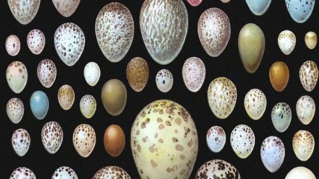 Хрупкие и пестрые. Коллекция птичьих яиц