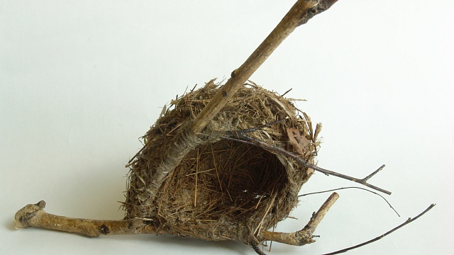 Коллекция птичьих гнезд в фондах Государственного исторического музея Южного Урала